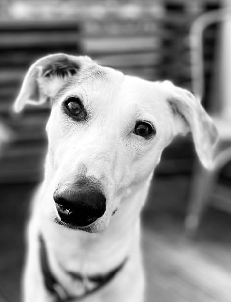 Oscar the Dog